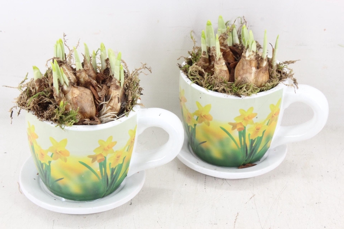 <h4>arr4 Narcis JS - Ker. narcis mok x6</h4>