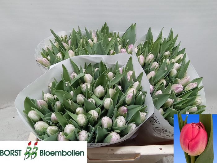 <h4>TU DU VOQUE</h4>