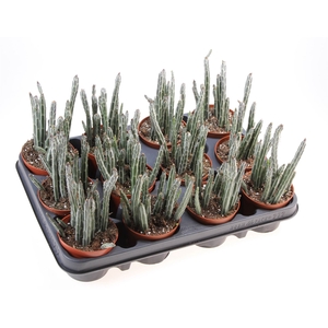 Senecio   ...
