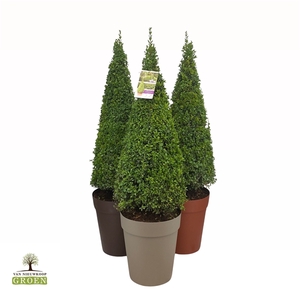 Buxus sempervirens Piramide 100-110