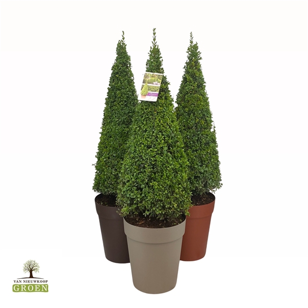 <h4>Buxus sempervirens Piramide 100-110</h4>