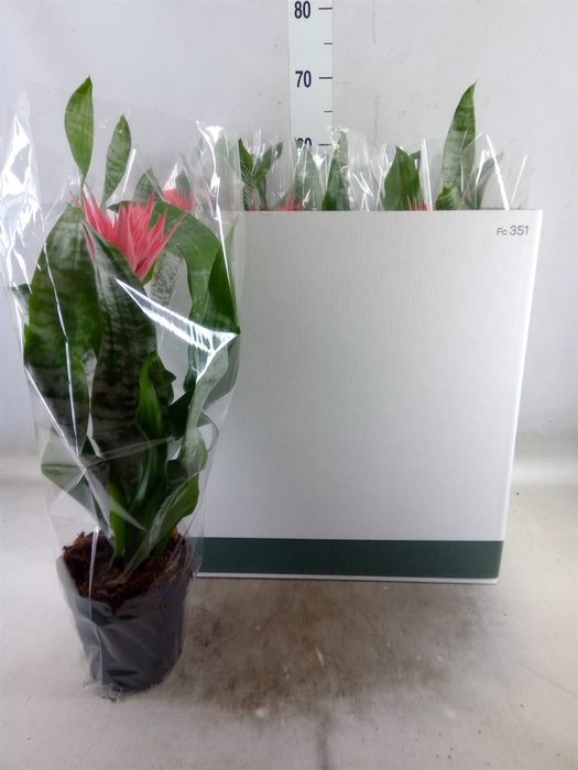 <h4>Aechmea fasciata 'Primera'</h4>