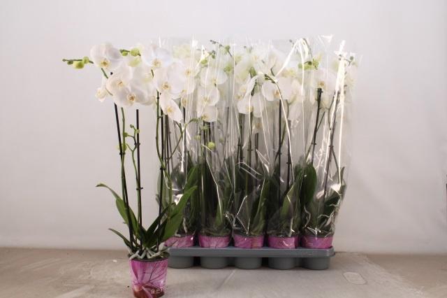 <h4>PHAL OV WIT</h4>