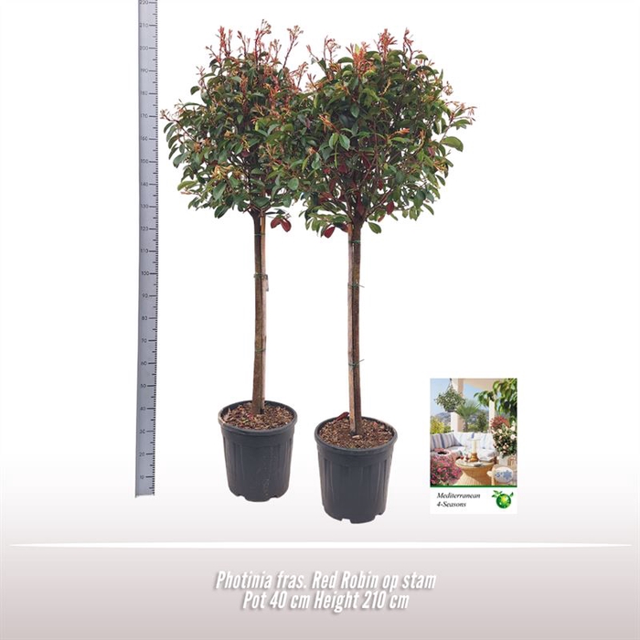 <h4>Photinia Fras. Red Robin op stam</h4>