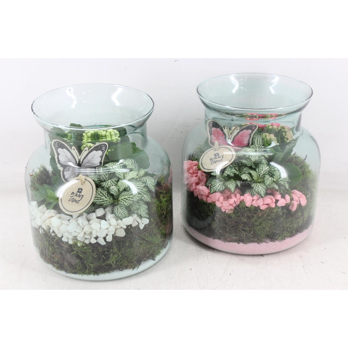 <h4>Arr2 Pl - Glas Vaas Nobles - Roze/wit</h4>