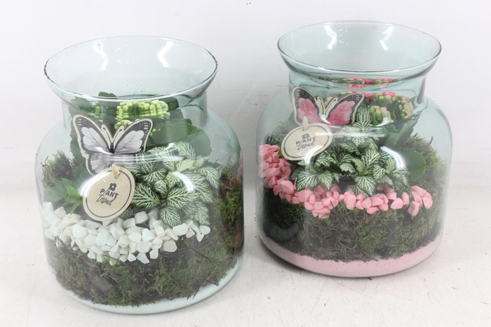 <h4>arr2 PL - Glas vaas nobles - roze/wit</h4>