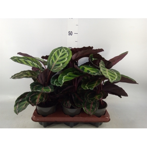 Calathea makoyana