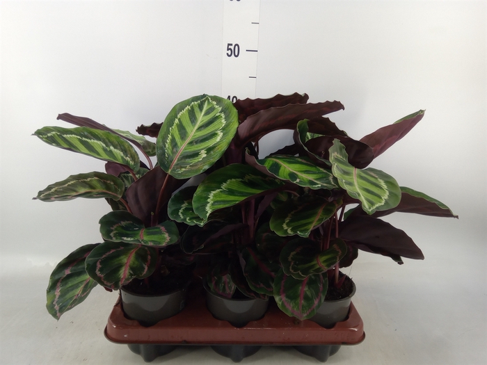 <h4>Calathea makoyana</h4>