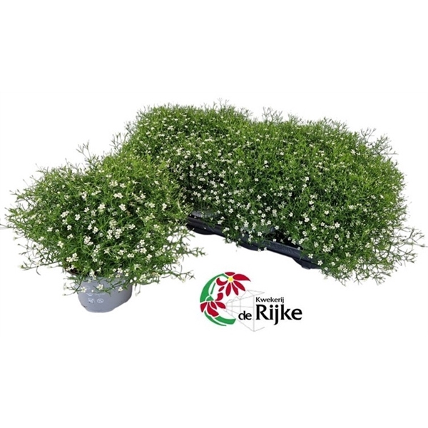 <h4>Gypsophila gypsy wit</h4>