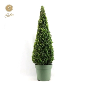 Buxus semp. Pyramid 90-100cm