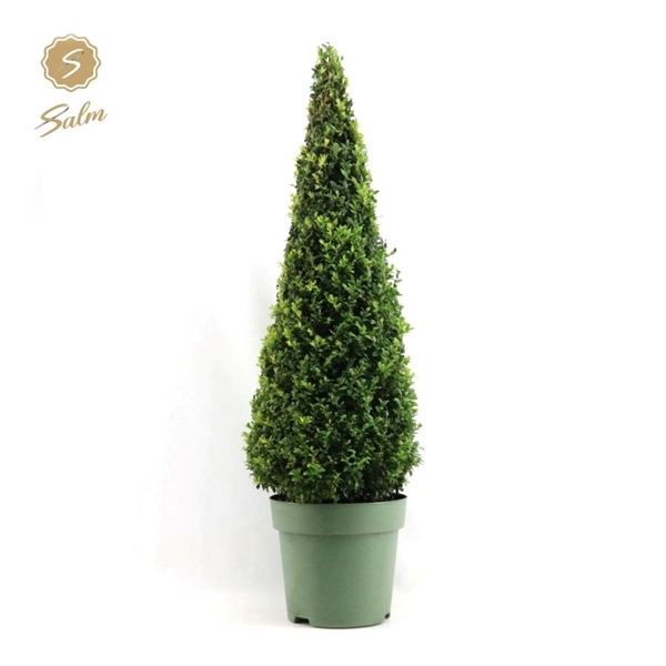 <h4>Buxus semp. Pyramid 90-100cm</h4>