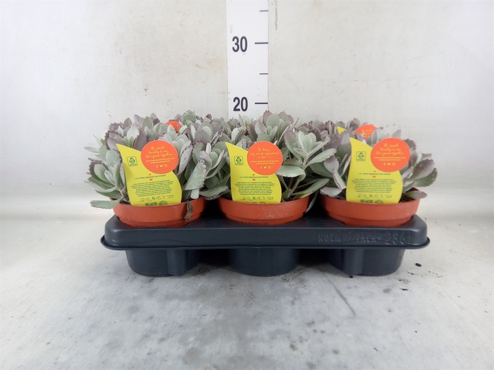 <h4>Kalanchoe NF pumila</h4>