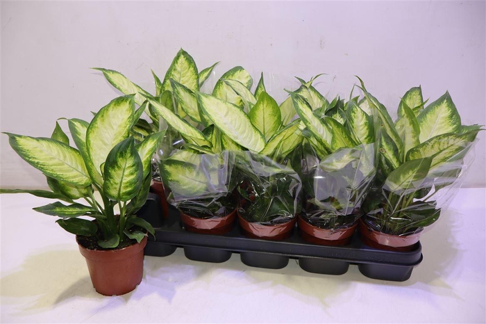 <h4>arr8 Dieff Camilla</h4>