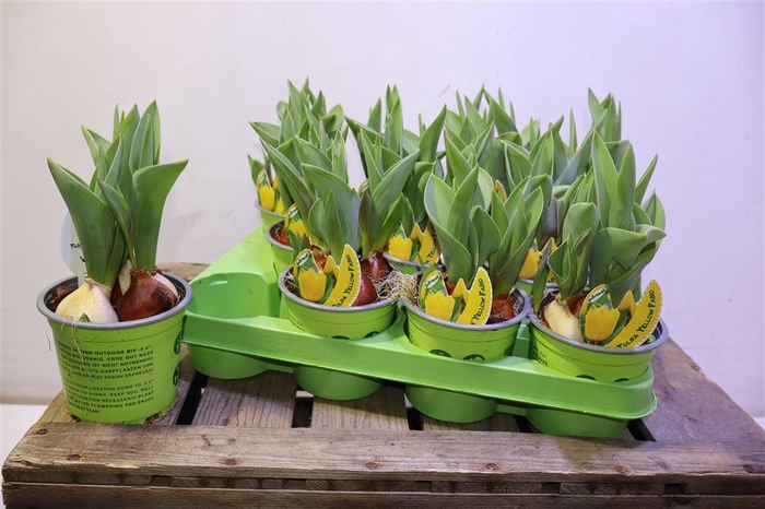 <h4>arr8 Tul Yellow Fabio Gelb Gefranst</h4>