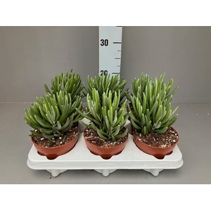 Senecio