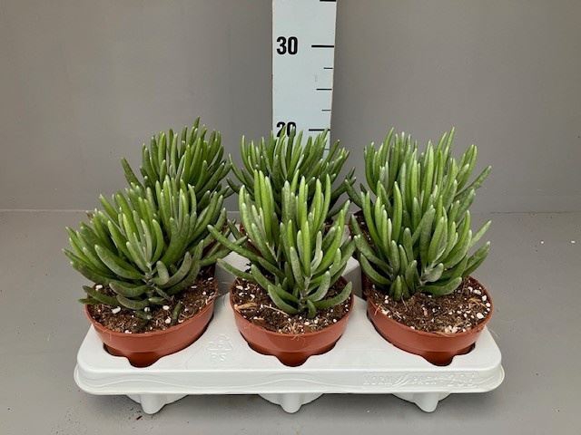 <h4>Senecio</h4>