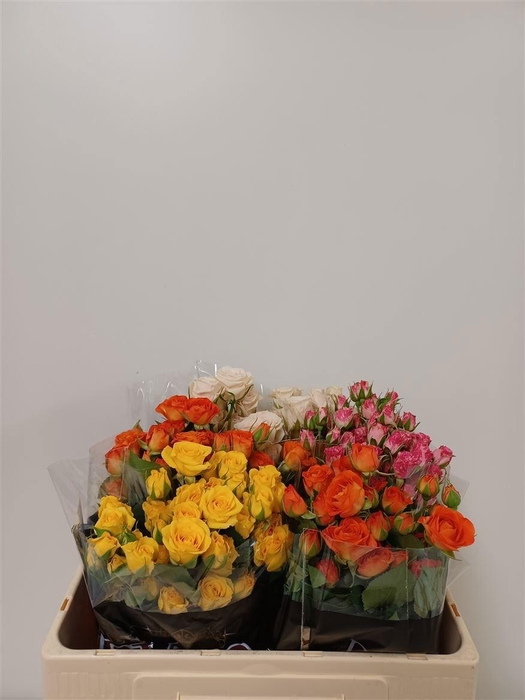 <h4>R TR GEM IN FUST</h4>