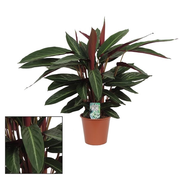 <h4>Calathea 17cm Stripestar</h4>