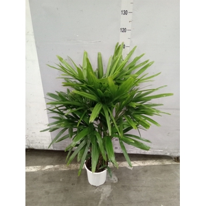 Rhapis excelsa