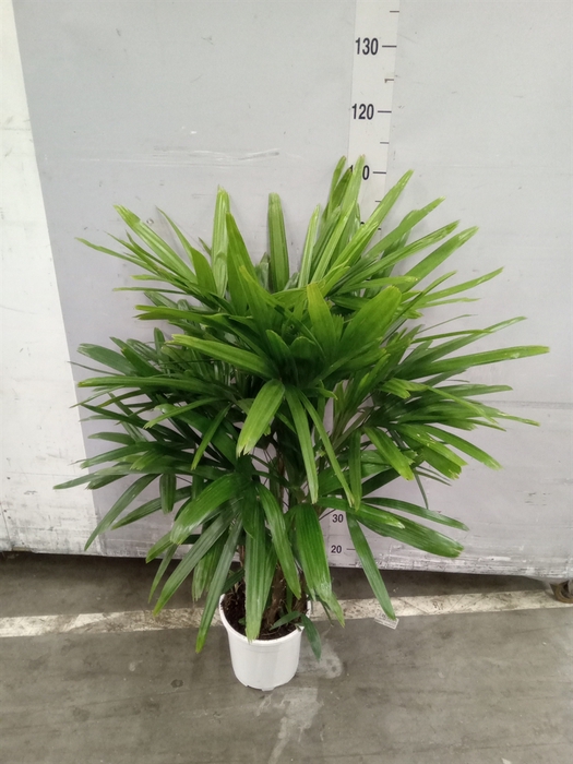 <h4>Rhapis excelsa</h4>