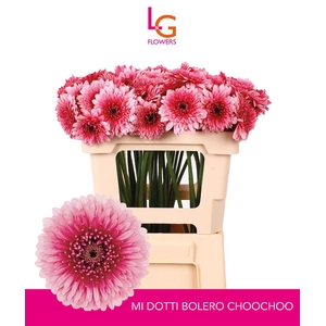Ge Mb Bol Choochoo Hoes - Fust 996