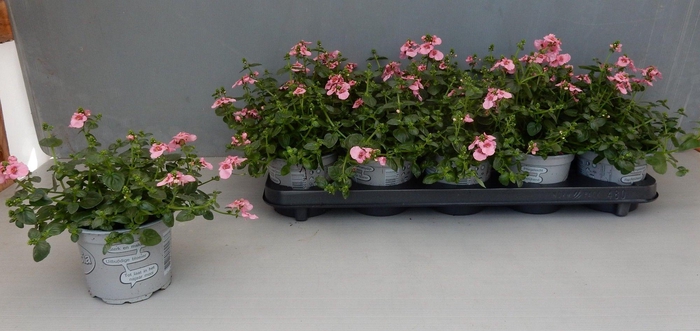 <h4>DIAS RUBY FIELD</h4>