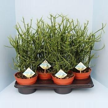 <h4>Bio Euphorbia tirucalli 30-TIRU17</h4>