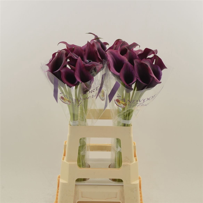 <h4>Calla Dior</h4>