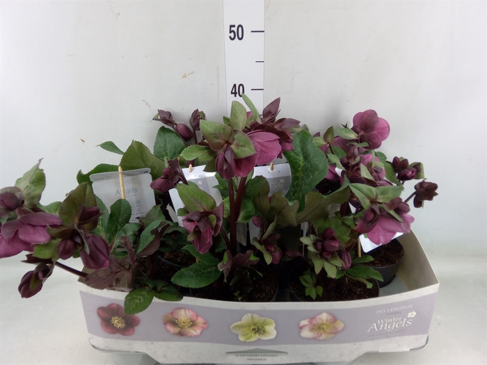 <h4>Helleborus  'Fkiss Charmer'</h4>