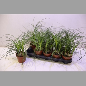 Nolinabeaucarnea Recur