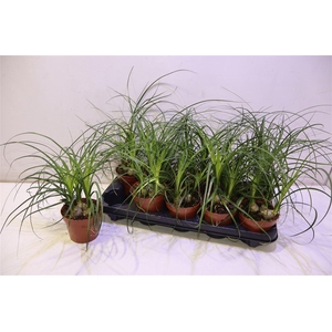 Nolinabeaucarnea Recur