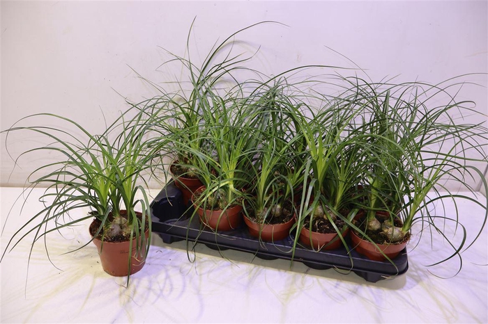 <h4>Nolinabeaucarnea Recur</h4>