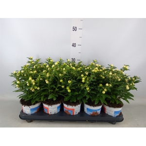 Solanum pseudocapsicum