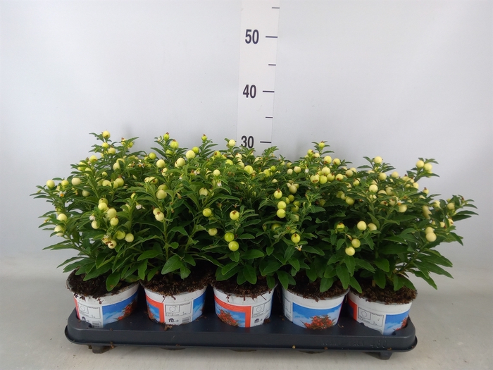 <h4>Solanum pseudocapsicum</h4>