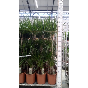 Dracaena marg.