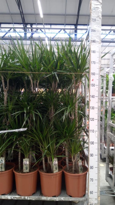 <h4>Dracaena marg.</h4>