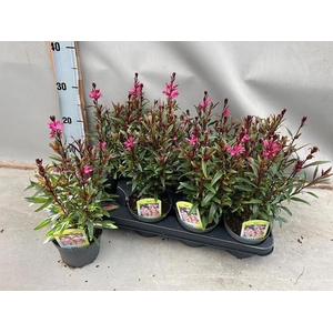 GAUR LI BE DARK PINK