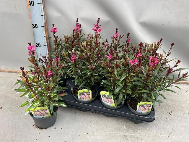 <h4>GAUR LI BE DARK PINK</h4>