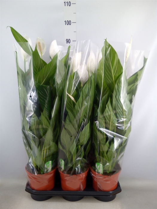 <h4>Spathiphyllum  'Bingo Cupido'</h4>