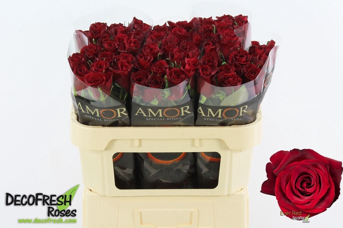 <h4>R Gr Ever Red Amor</h4>