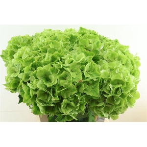 Hydr M Cl. Emerald Green 75-23