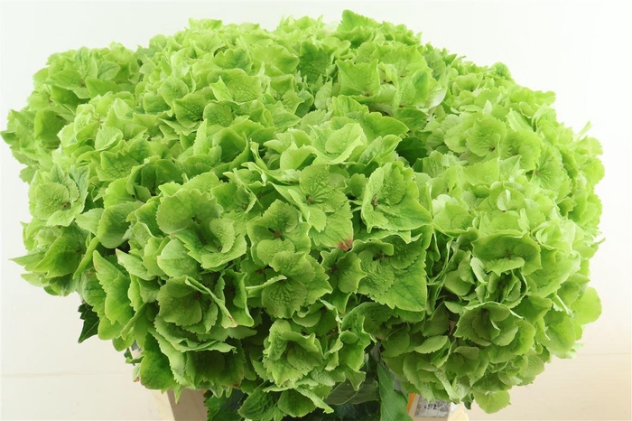 <h4>Hydr M Cl. Emerald Green 75-23</h4>