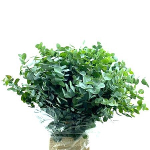 Euca Cinerea 300gr Z.a