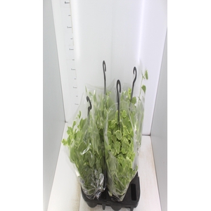 PEPEROMIA SCANDENS C21