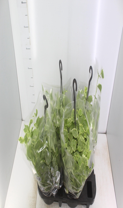 <h4>PEPEROMIA SCANDENS C21</h4>