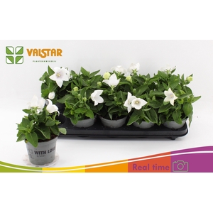 PLATYCO GR ASTRA WHI