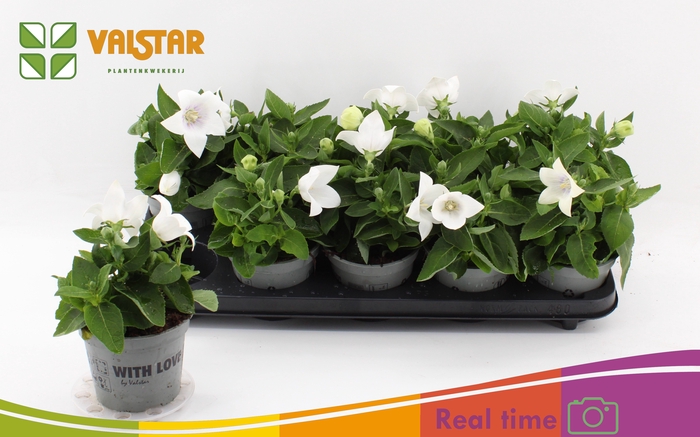 <h4>PLATYCO GR ASTRA WHI</h4>