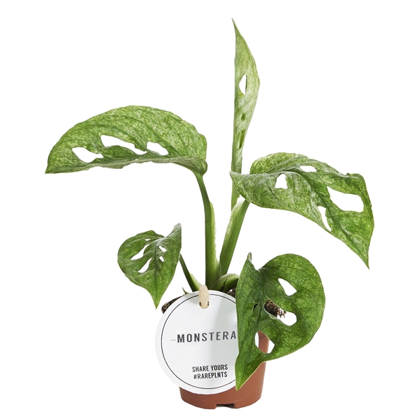 <h4>Monstera Adansonii Mint</h4>