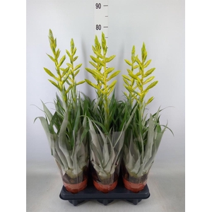 Tillandsia oerstediana