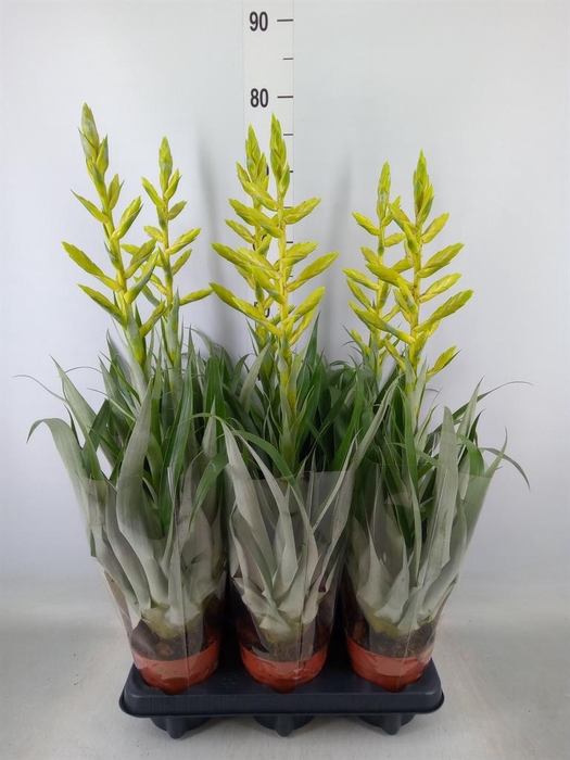 <h4>Tillandsia oerstediana</h4>